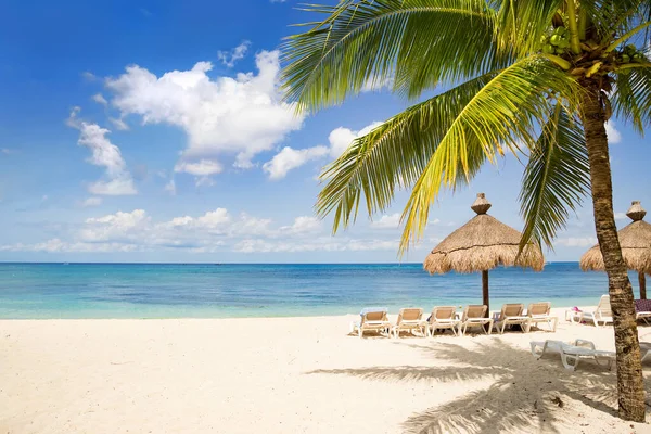 Güneşli Bir Günde Palmiye Ağacıyla Tropik Bir Sahil - Stok İmaj