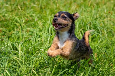 Komik bir siyah köpek doğaya doğru koşuyor.