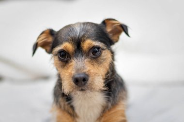 Beyaz arka planda şirin bir köpek yavrusu..