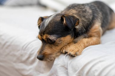 Beyaz arka planda şirin bir köpek yavrusu..