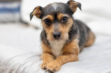 Beyaz arka planda şirin bir köpek yavrusu..