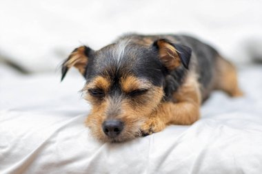 Beyaz arka planda şirin bir köpek yavrusu..