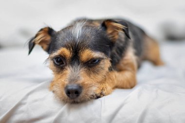 Beyaz arka planda şirin bir köpek yavrusu..