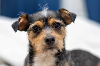 Beyaz arka planda şirin bir köpek yavrusu..