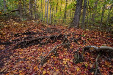 Franconia Ridge Yolu, Beyaz Dağlar, New Hampshire