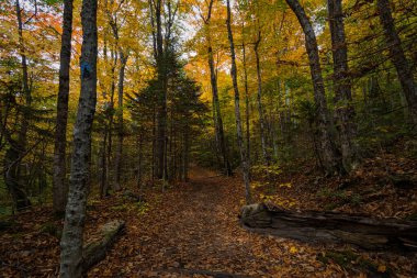 Franconia Ridge Yolu, Beyaz Dağlar, New Hampshire