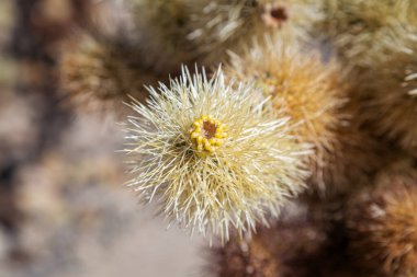Joshua Tree Ulusal Parkı 'nda Cholla Kaktüsü Detayları