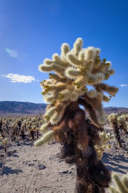 Joshua Tree Ulusal Parkı 'nda Cholla Kaktüsü Detayları