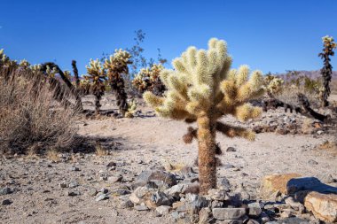 Joshua Tree Ulusal Parkı 'nda Cholla Kaktüsü Detayları