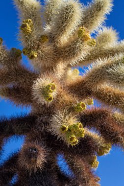 Joshua Tree Ulusal Parkı 'nda Cholla Kaktüsü Detayları