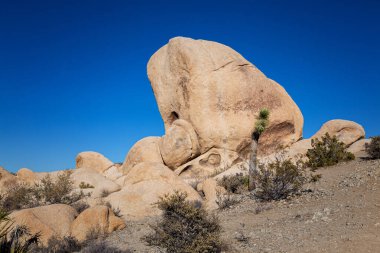 Joshua Tree Ulusal Parkı, Kaliforniya
