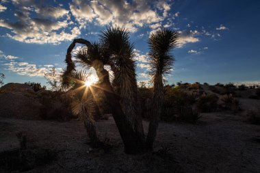 Günbatımı Joshua Tree National Park içinde