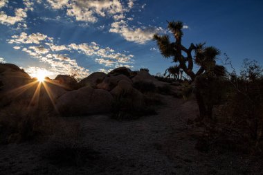 Günbatımı Joshua Tree National Park içinde