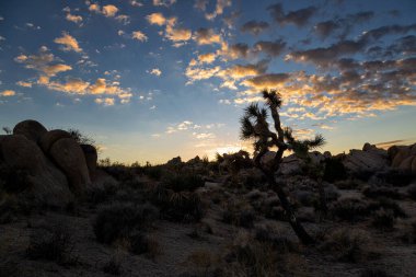 Günbatımı Joshua Tree National Park içinde