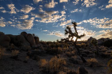 Günbatımı Joshua Tree National Park içinde