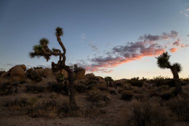 Günbatımı Joshua Tree National Park içinde