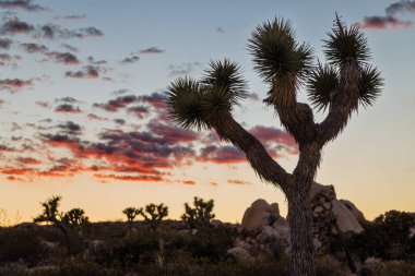 Günbatımı Joshua Tree National Park içinde