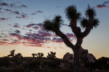 Günbatımı Joshua Tree National Park içinde