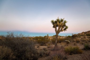 Günbatımı Joshua Tree National Park içinde