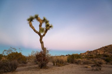 Günbatımı Joshua Tree National Park içinde