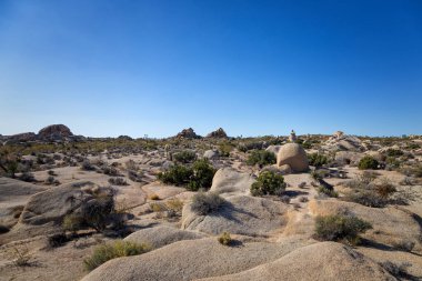 Joshua Tree Ulusal Parkı, Kaliforniya