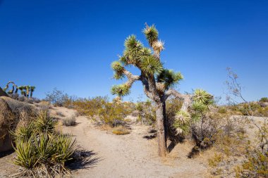 Joshua Tree Ulusal Parkı, Kaliforniya