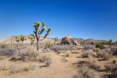 Joshua Tree Ulusal Parkı, Kaliforniya