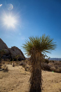 Joshua Tree Ulusal Parkı, Kaliforniya