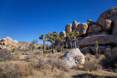 Joshua Tree Ulusal Parkı, Kaliforniya