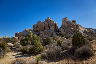 Joshua Tree Ulusal Parkı, Kaliforniya
