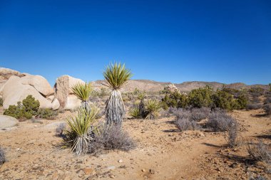 Joshua Tree Ulusal Parkı, Kaliforniya