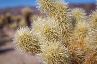 Joshua Tree Ulusal Parkı 'nda Cholla Kaktüsü Detayları