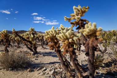 Joshua Tree Ulusal Parkı 'nda Cholla Kaktüsü Detayları