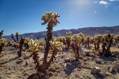 Joshua Tree Ulusal Parkı 'nda Cholla Kaktüsü Detayları