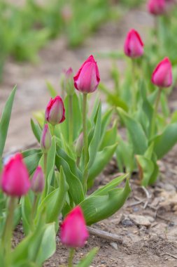 Massachusetts Lale Sahası