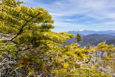 Ak Dağlar Ulusal Ormanı, New Hampshire