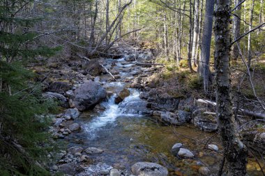 Ak Dağlar Ulusal Ormanı, New Hampshire
