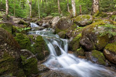 Beyaz Dağlar 'daki Zeeland Dağı Yolu New Hampshire