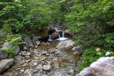 Beyaz Dağlar 'daki Zeeland Dağı Yolu New Hampshire