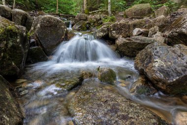 Beyaz Dağlar 'daki Zeeland Dağı Yolu New Hampshire