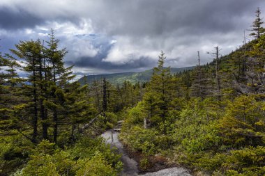 Beyaz Dağlar 'daki Zeeland Dağı Yolu New Hampshire
