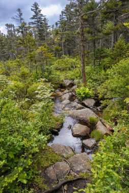 Beyaz Dağlar 'daki Zeeland Dağı Yolu New Hampshire