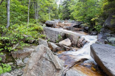 Beyaz Dağlar 'daki Zeeland Dağı Yolu New Hampshire