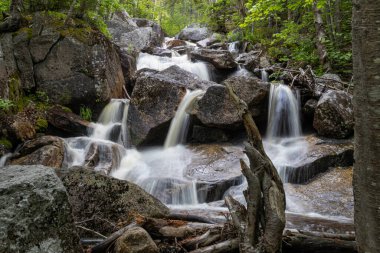 Beyaz Dağlar 'daki Zeeland Dağı Yolu New Hampshire