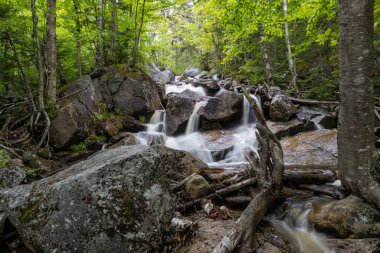 Beyaz Dağlar 'daki Zeeland Dağı Yolu New Hampshire