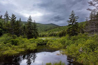 Beyaz Dağlar 'daki Zeeland Dağı Yolu New Hampshire