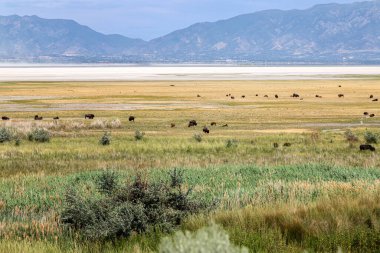 Antilop Adası Eyalet Parkı, Utah