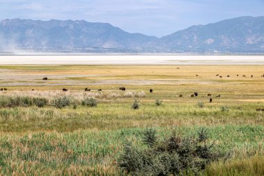 Antilop Adası Eyalet Parkı, Utah