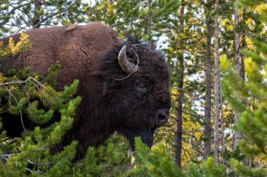 Yellowstone Ulusal Parkı 'nda bizon.