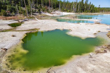 Mamut kaplıca, Yellowstone Milli Parkı